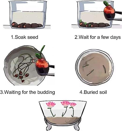 LotusWaters – Bonsai Water Garden Seeds for Pond and Balcony | Stornfield