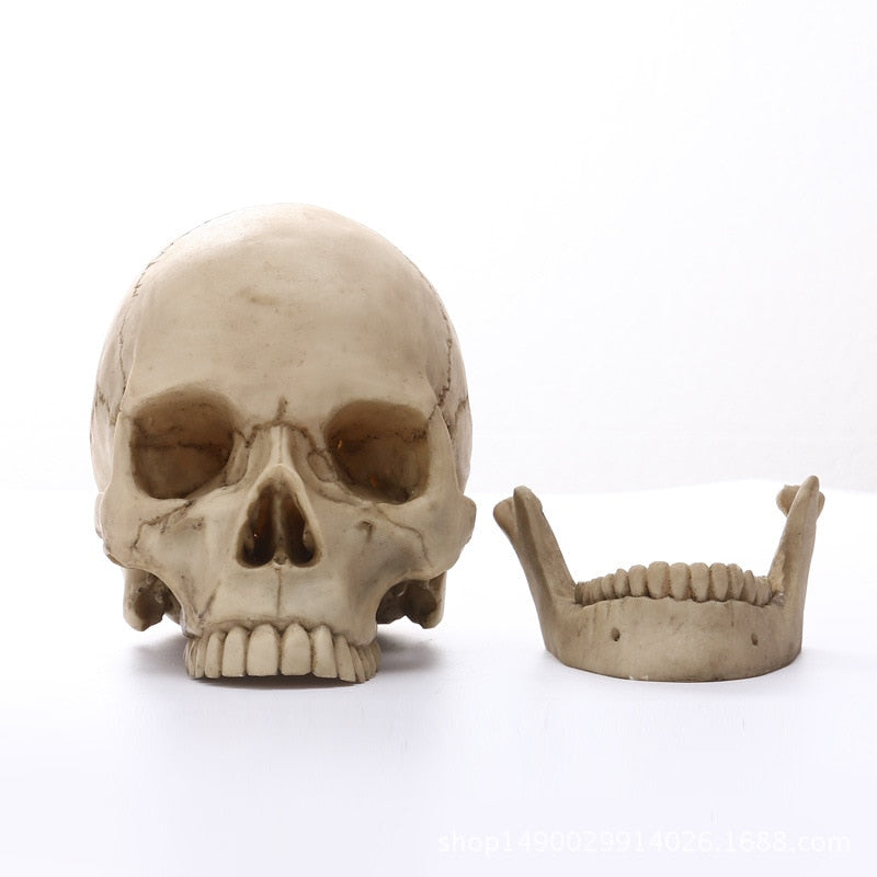 Stornfield | Statue de crâne humain 1:1 pour décoration d'intérieur Figurines en résine Décoration d'Halloween Sculpture Modèle de croquis pour l'enseignement médical Artisanat