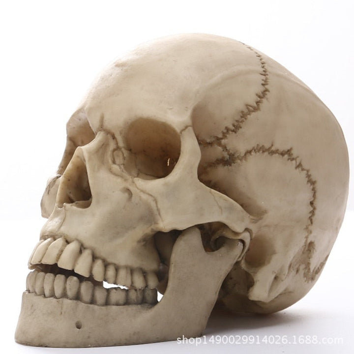 Stornfield | Statue de crâne humain 1:1 pour décoration d'intérieur Figurines en résine Décoration d'Halloween Sculpture Modèle de croquis pour l'enseignement médical Artisanat