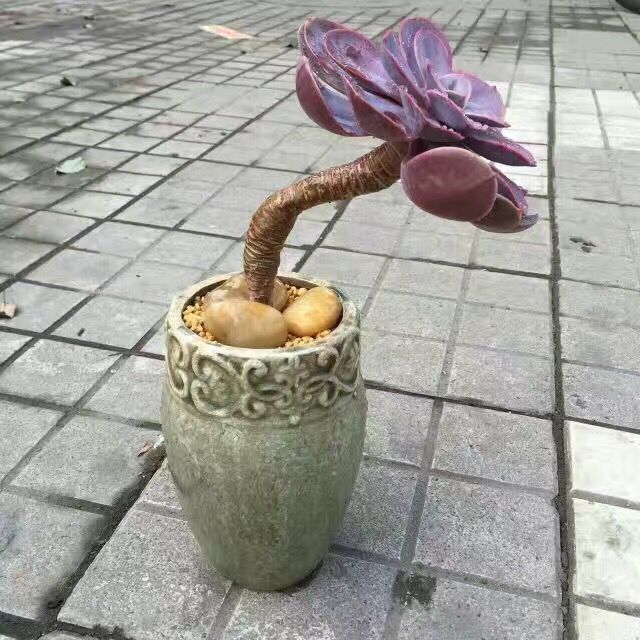 Domestic Flower Vase Stornfield