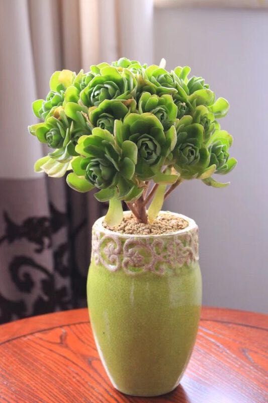 Domestic Flower Vase Stornfield