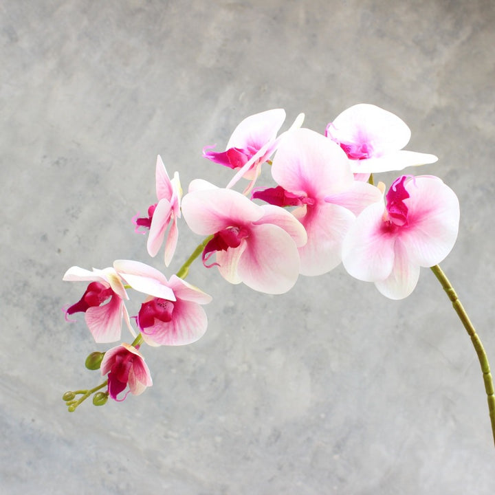 Decorative Blooming Orchid Stem