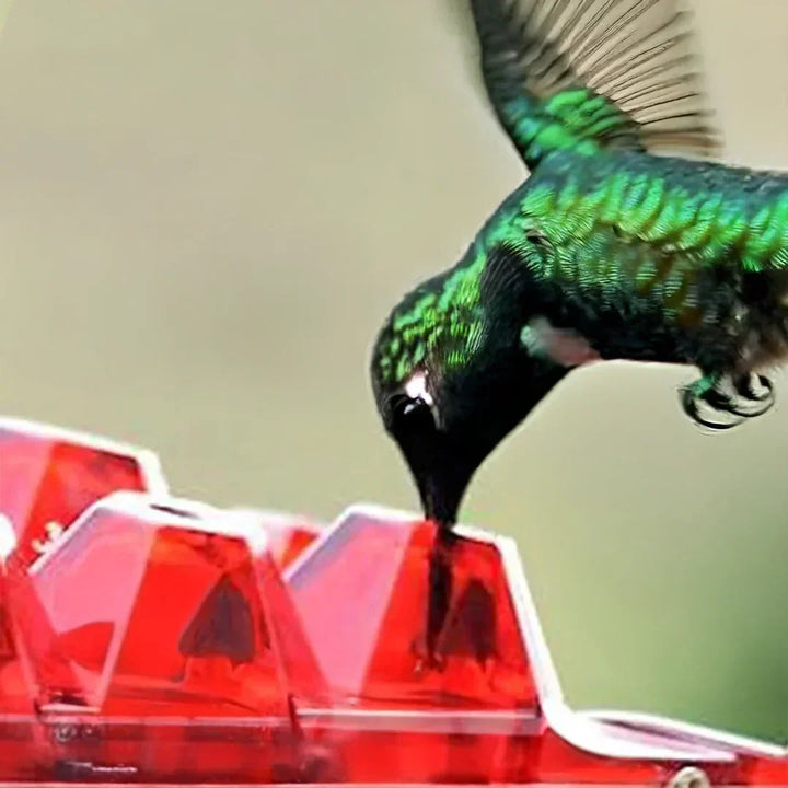Stornfield | Ant-Proof Hummingbird Feeder with 30 Bee-Resistant Ports
