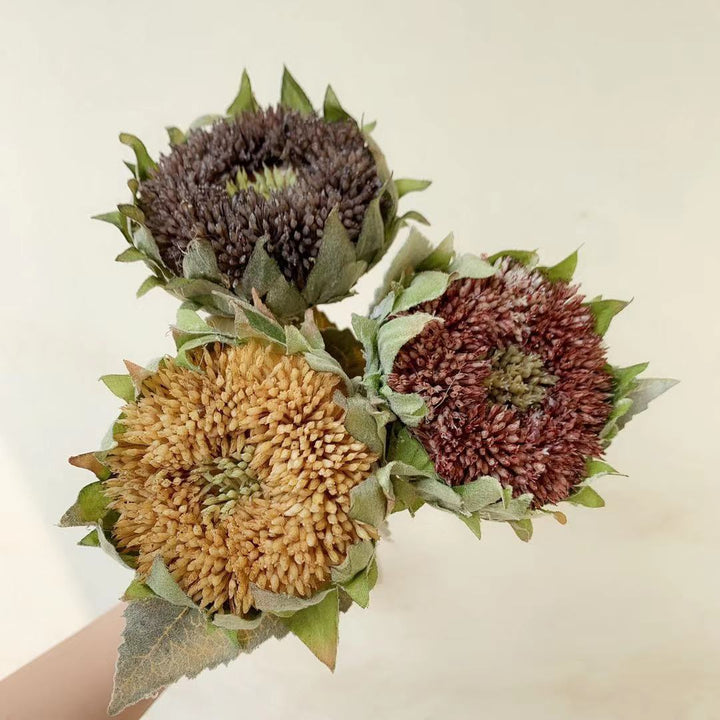 Dried Sunflower Stem
