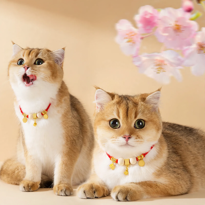 Adjustable collar for small dogs and cats