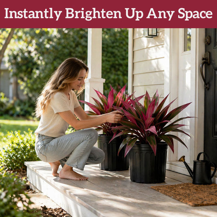 VerdoGlow — Vibrant freshness without effort that will transform your home forever | Stornfield