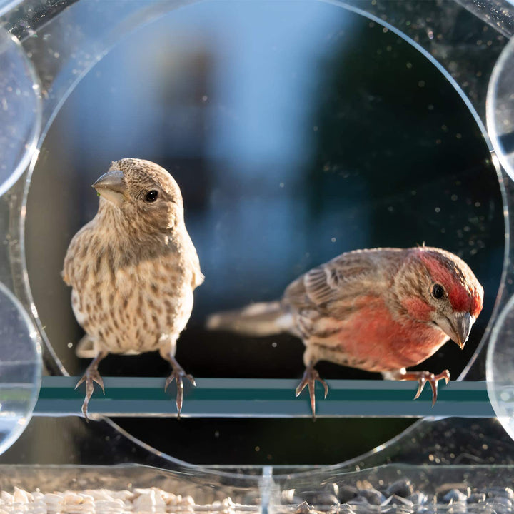 Birdhouse feeding station made of acrylic