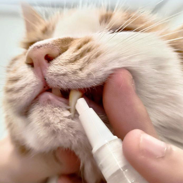 New improved toothbrush pen for pets | Stornfield
