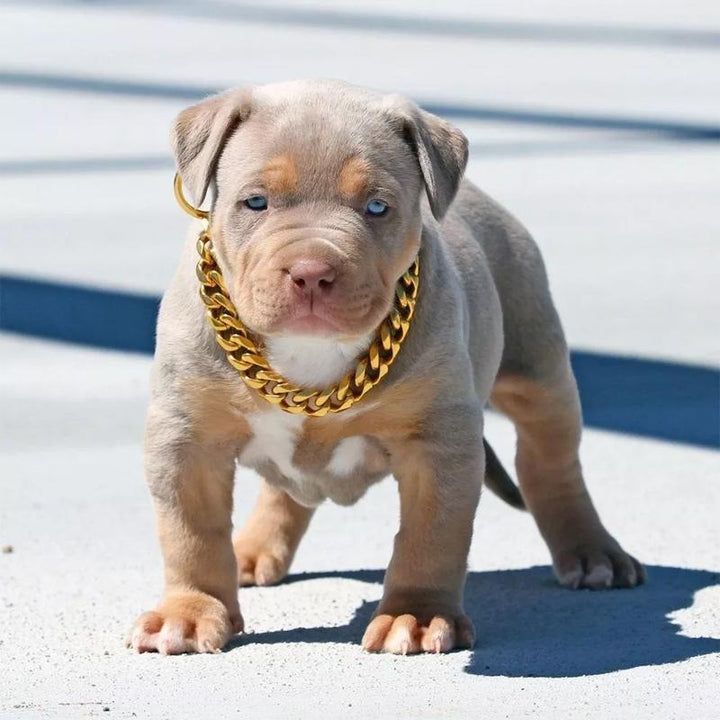 Stornfield | Pet Jewelry Thick Gold Chain Collar