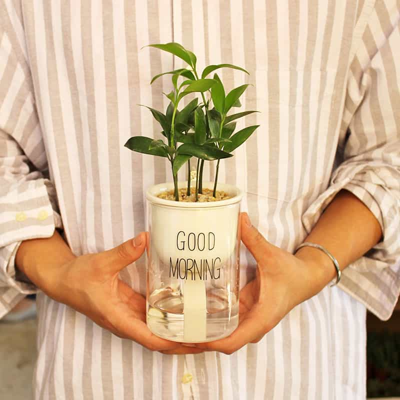 Stornfield | Self-Watering Hydro Planter