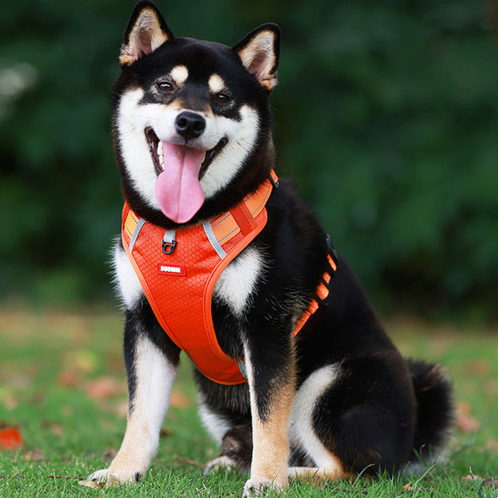 Reflective Dog Harness | Stornfield