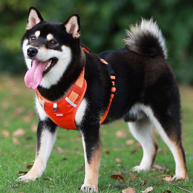 Reflective Dog Harness | Stornfield