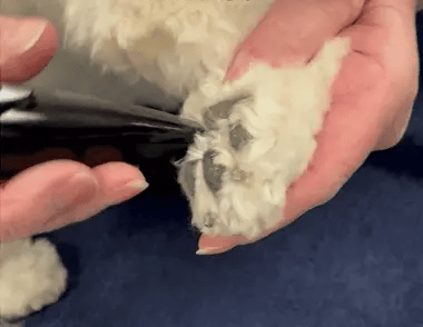 Hair clipper for stress-free grooming | Stornfield