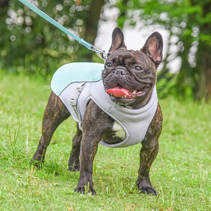 Dog Cooling Vest for Outdoor Activities | Stornfield