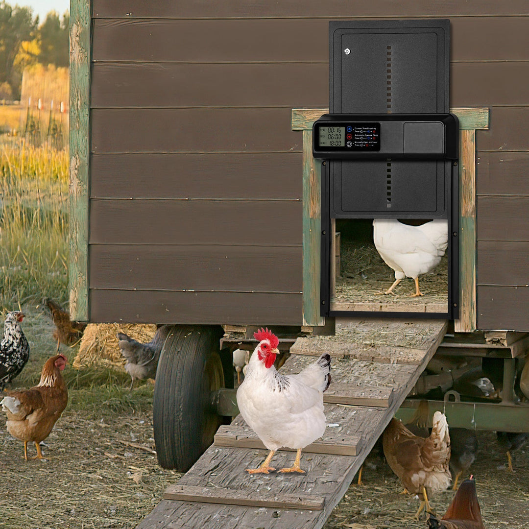 Chicken flap automatic timer | Stornfield