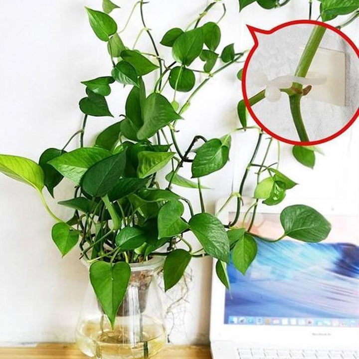 Wall Clips for Climbing Plants (30 pieces) | Stornfield