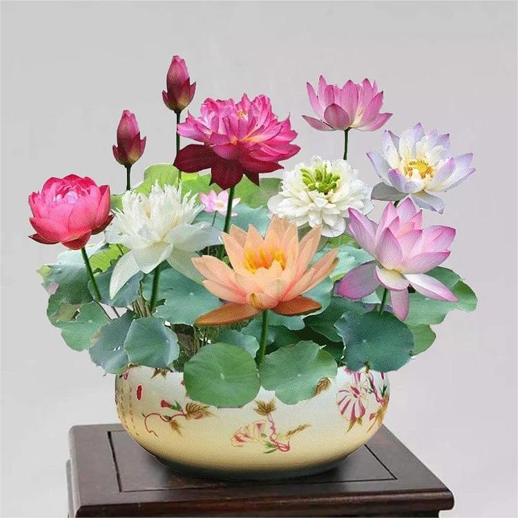 LotusWaters – Bonsai Water Garden Seeds for Pond and Balcony | Stornfield