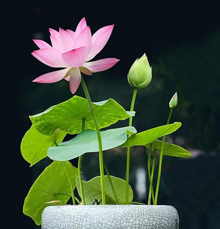 LotusWaters – Bonsai Water Garden Seeds for Pond and Balcony | Stornfield