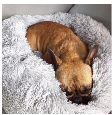 Custom Box Pet Bed | Stornfield