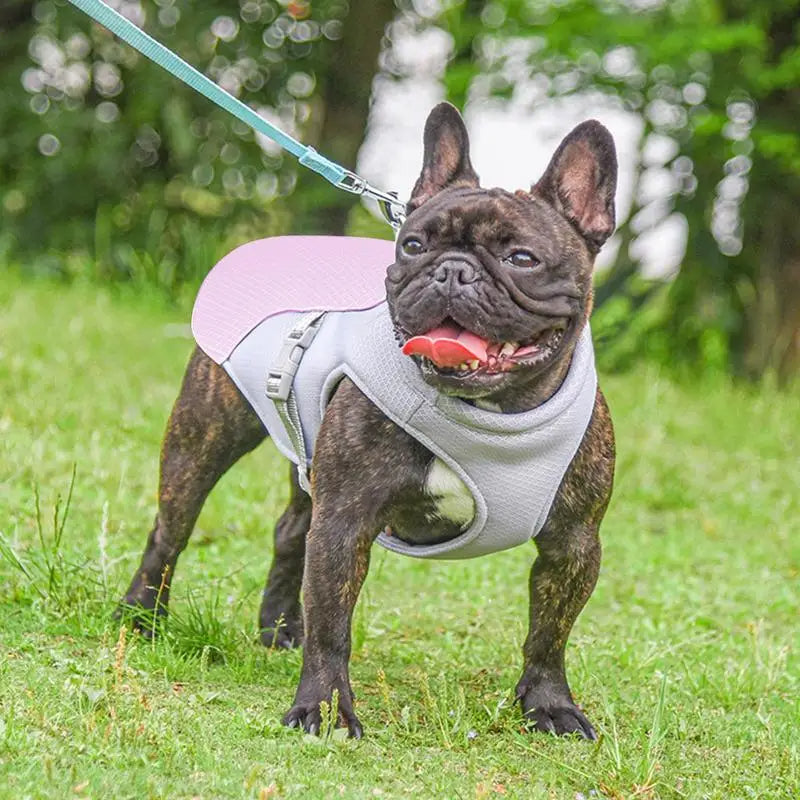 Dog Cooling Vest for Outdoor Activities | Stornfield