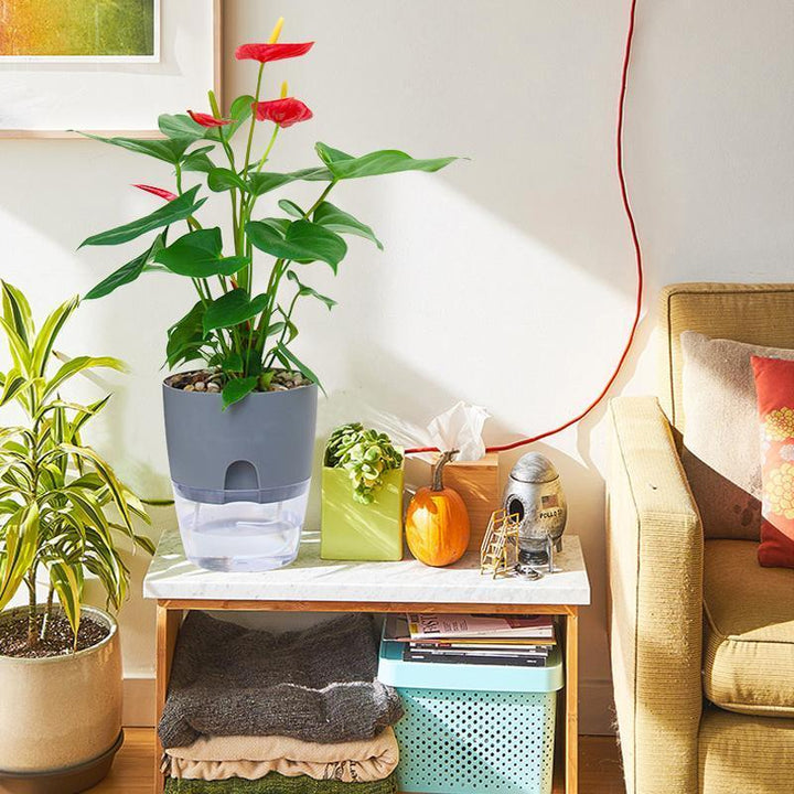 Stornfield | Self-Watering Hydro Planter
