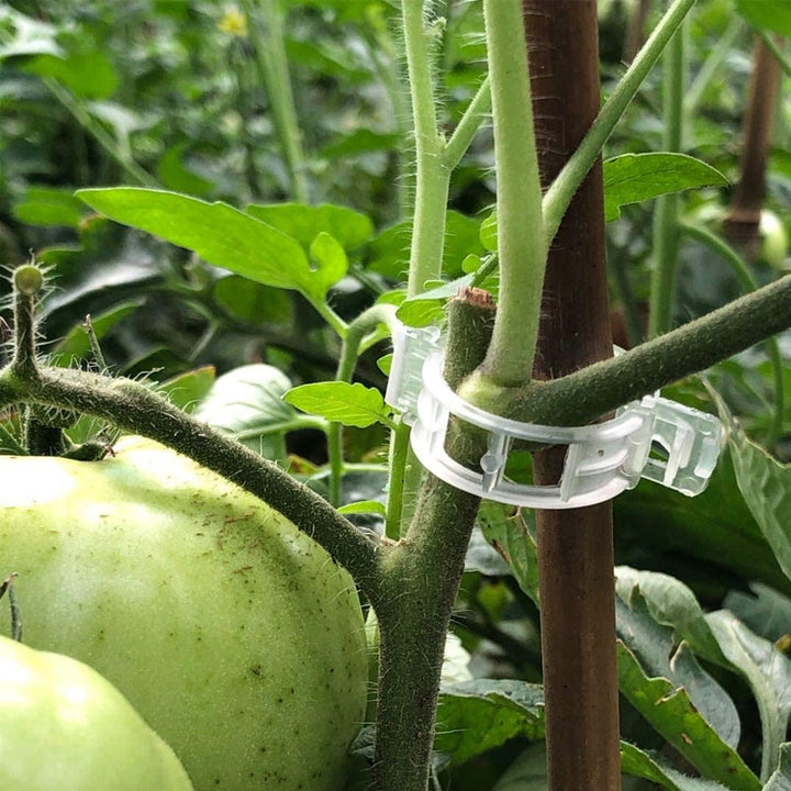 Plastic ring for holding plants | Stornfield