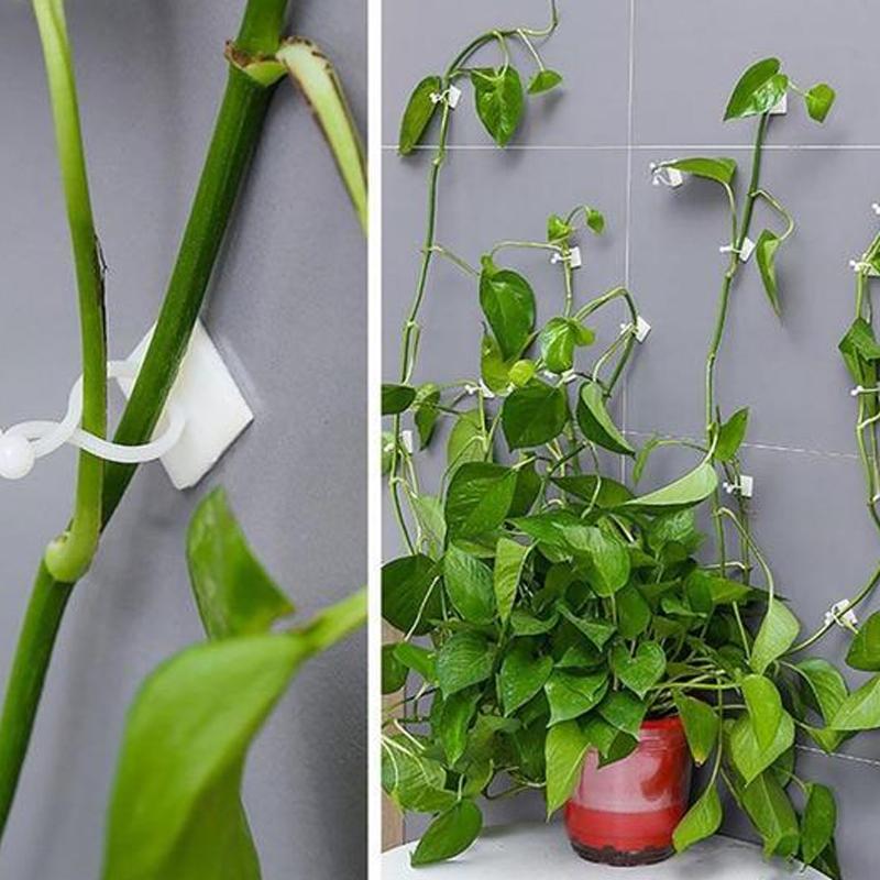 Wall Clips for Climbing Plants (30 pieces) | Stornfield