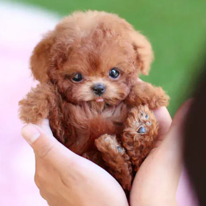 Stornfield | SnugglePup – Realistic Plush Puppy with Lifelike Details