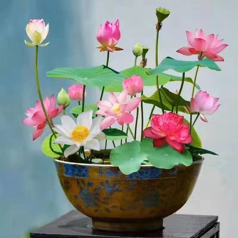 LotusWaters – Bonsai Water Garden Seeds for Pond and Balcony | Stornfield