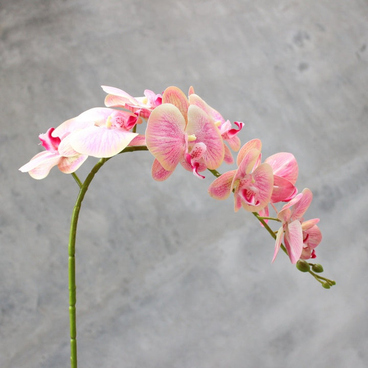 Decorative Blooming Orchid Stem