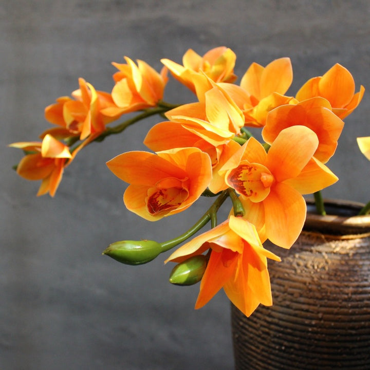Decorative Orchid