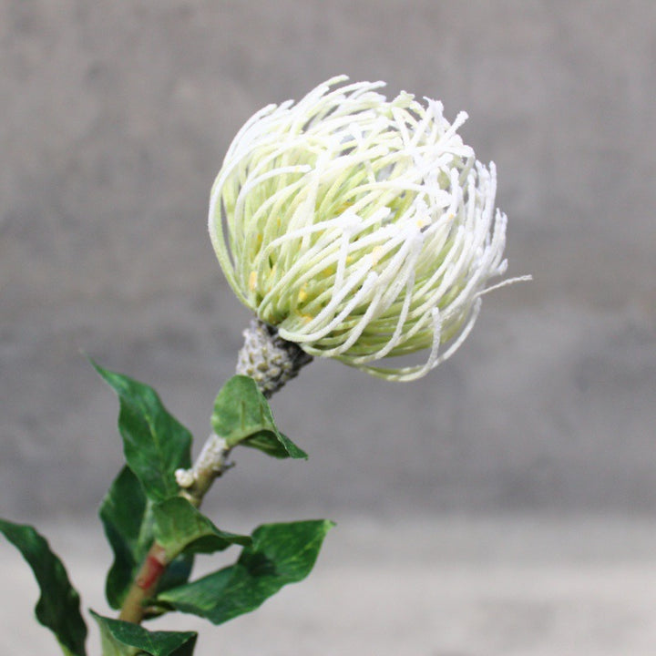 Realistic Protea Flower Stem