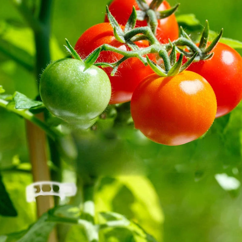 GripKing Clips — Keep your plants strong and discover effortless, healthy growth! | Stornfield