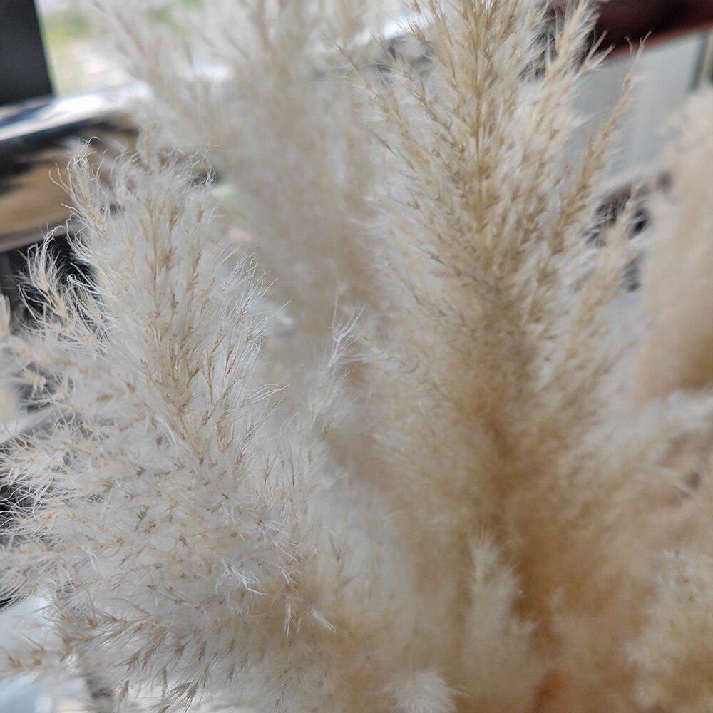 Stornfield | 80 cm natural, real dried pampas grass bouquet (white / beige / gray) │ fluffy feather for modern boho home decor