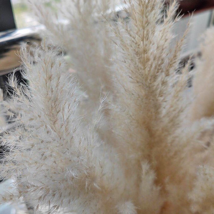 Stornfield | 80 cm natural, real dried pampas grass bouquet (white / beige / gray) │ fluffy feather for modern boho home decor