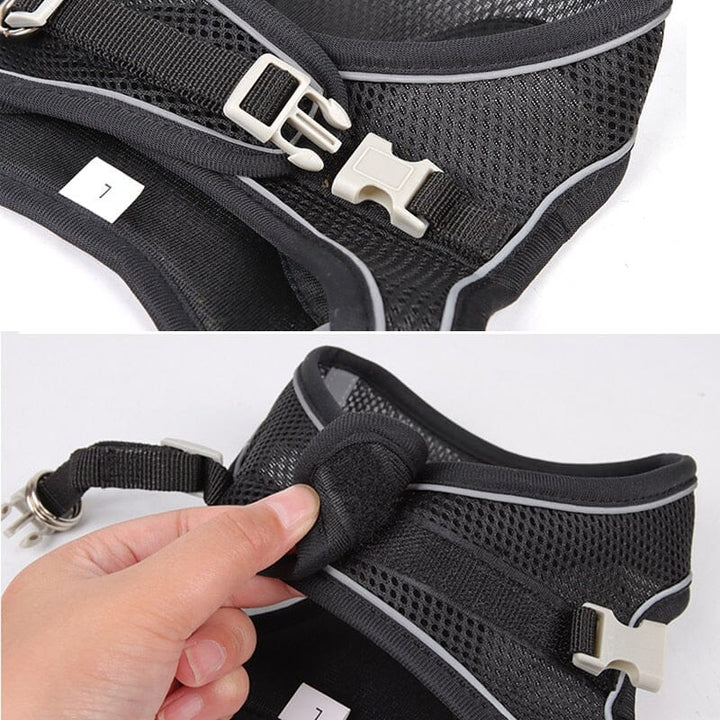 Stornfield Venture Dish & Leash