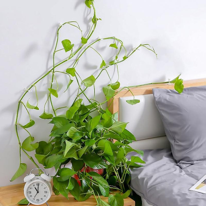 Wall Clips for Climbing Plants (30 pieces) | Stornfield
