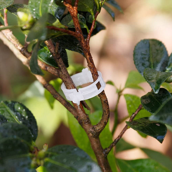 Plastic ring for holding plants | Stornfield