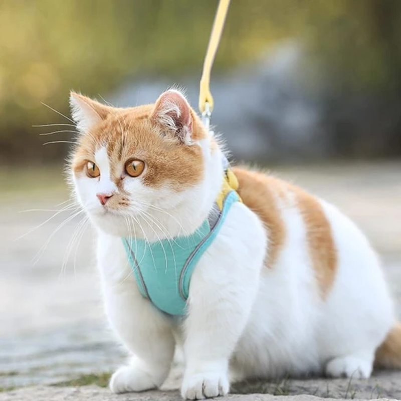 Harness and Leash Set for Cat | Stornfield
