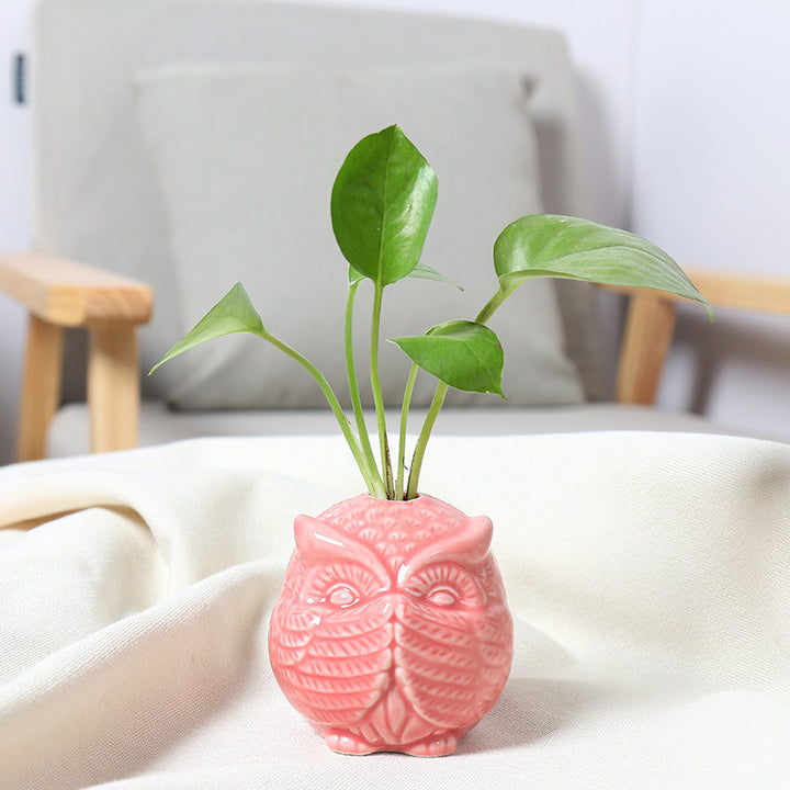 Owl-Shaped Succulent Planter Stornfeild