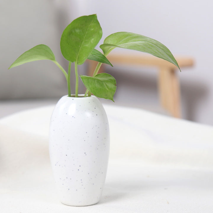 Elegant Ceramic Planter Stornfeild