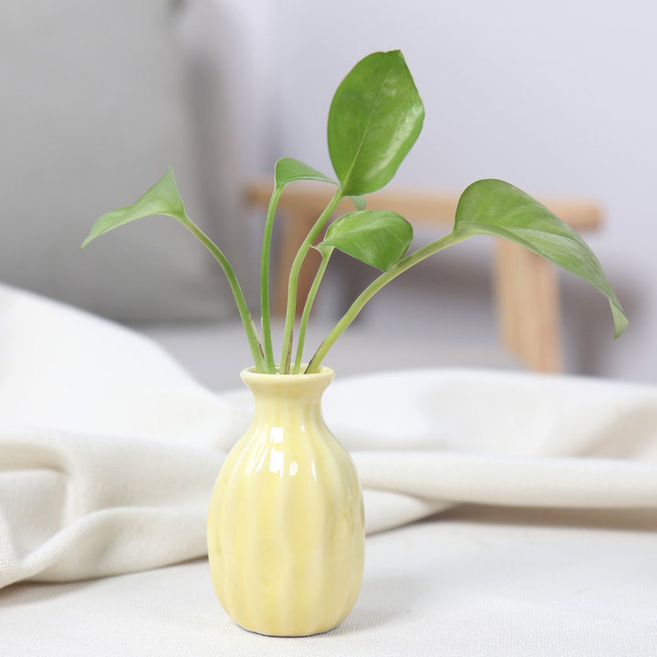 Artistic Ceramic Miniature Vases Stornfeild