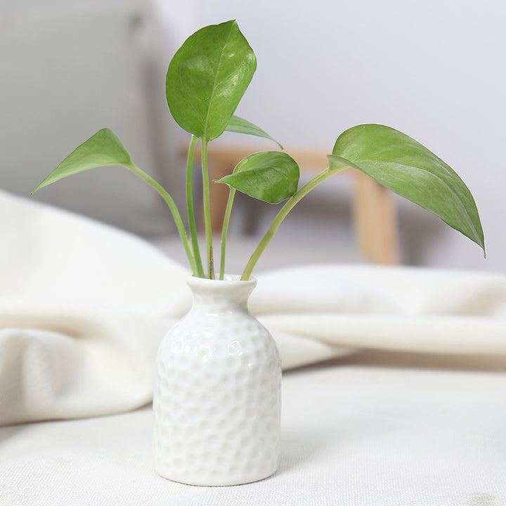 Artistic Ceramic Miniature Vases Stornfeild