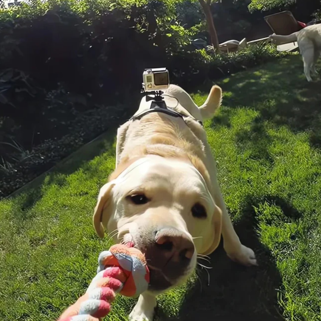 Stornfield 360° Perspective Action Camera Dog Harness