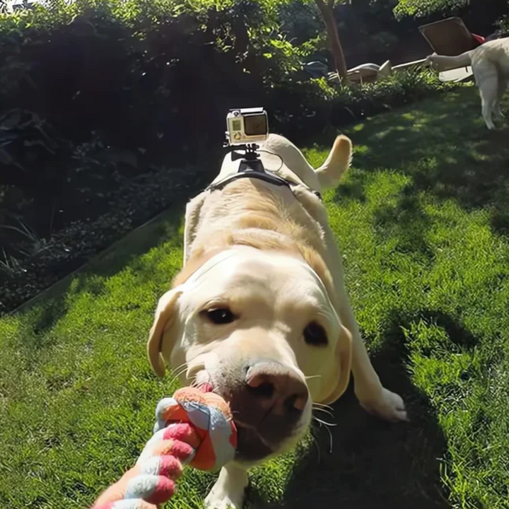 Stornfield 360° Perspective Action Camera Dog Harness