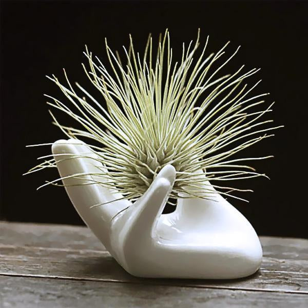 Ceramic Hand Shaped Air Plant Egg Jewelry Holder | Stornfield