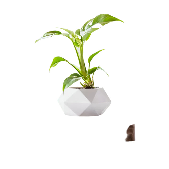 GeoSpin rotating geometric plant box Stornfield