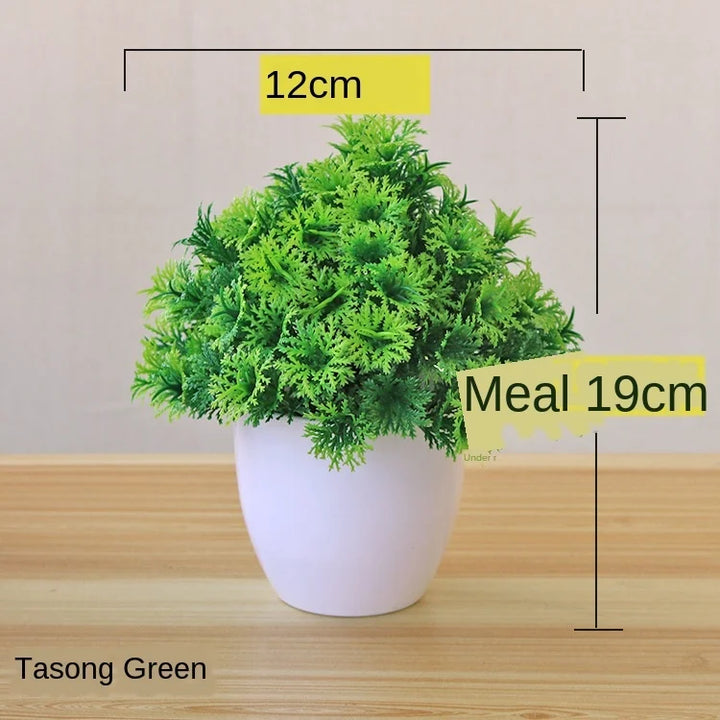 Stornfield | Small Tree Pot Bonsai Plants