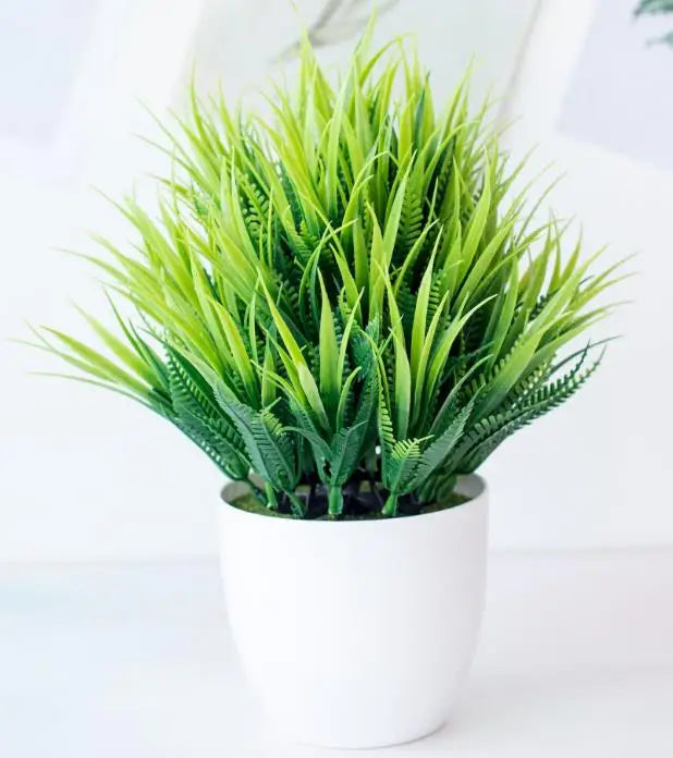 Stornfield | Small Tree Pot Bonsai Plants