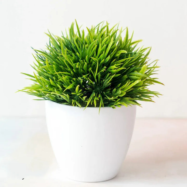 Stornfield | Small Tree Pot Bonsai Plants